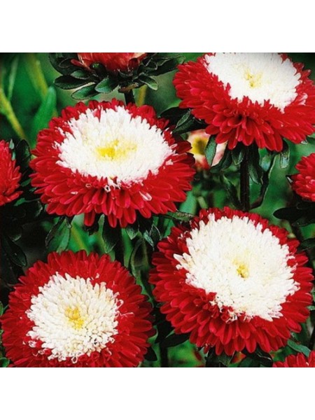 Зимняя вишня семян астры (GL Seeds)