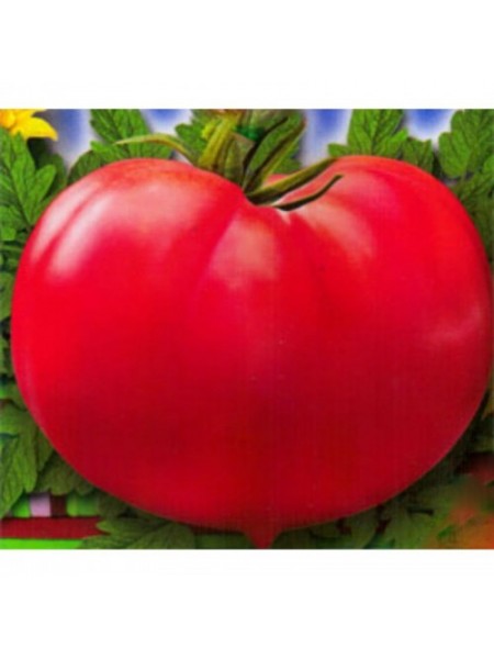 Зинуля-2 семена помидора детерминантного (GL Seeds)