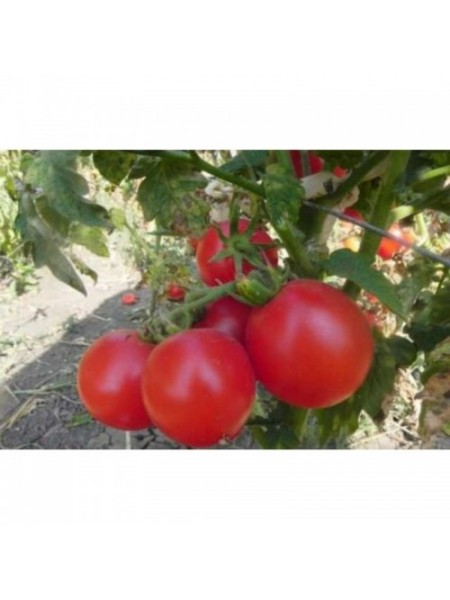 Зинуля семян помидора детерминантного (GL Seeds)