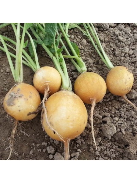 Злате насіння редису (Moravoseed)