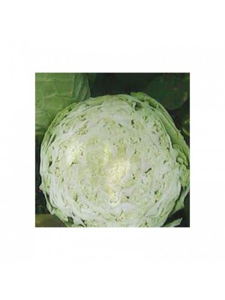 Золотой акр семян капусты белокочанной (Satimex).
