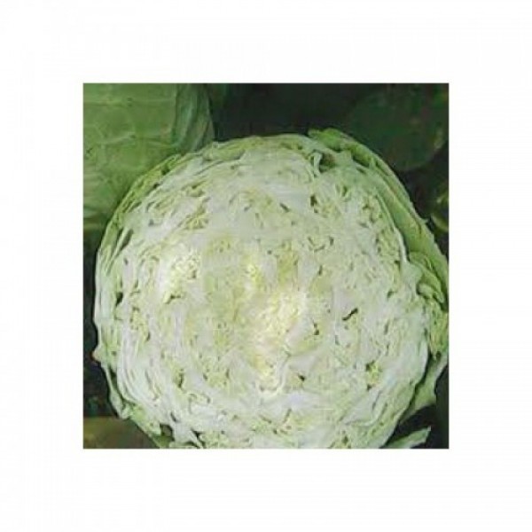 Золотой акр семян капусты белокочанной (Satimex).
